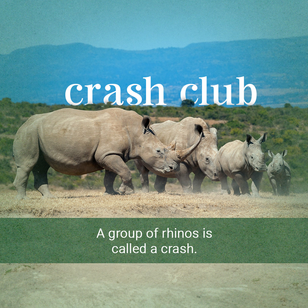 Group of rhinos- Crash Club by CKC