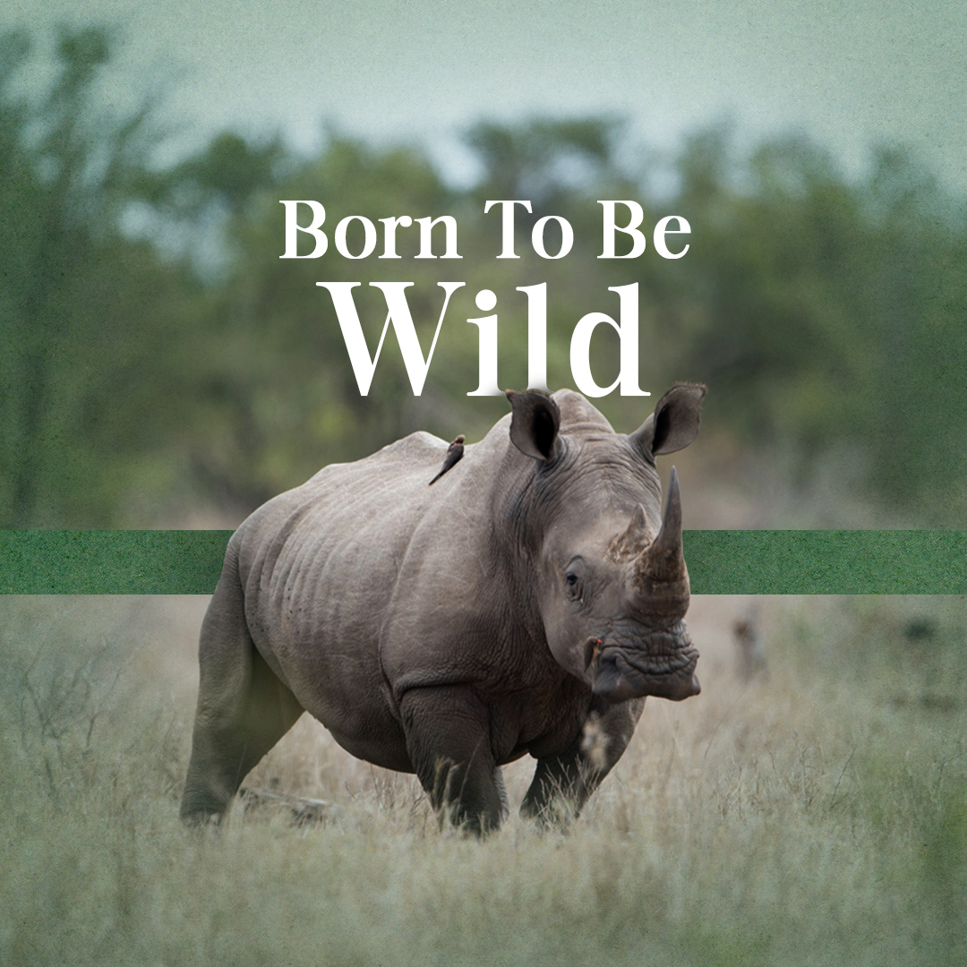 Born to be wild- Crash Club by CKC